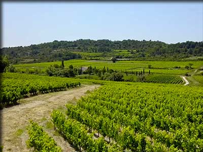 Domaine viticole Terre de Ghaya à Bédoin dans le Vaucluse