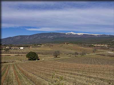 terroir viticole de la ferme saint pierre à Flassan dans le Vaucluse