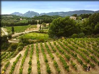 Domaine viticole Julline à le Barroux en Vaucluse