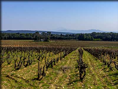 Commune de Piolenc dans le Vaucluse, vignoble, vigne et vins
