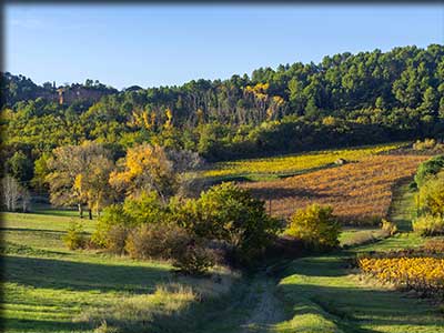 Terroir viticole de Roussillon dans le Vaucluse sur l'appellation A.O.P. Ventoux.