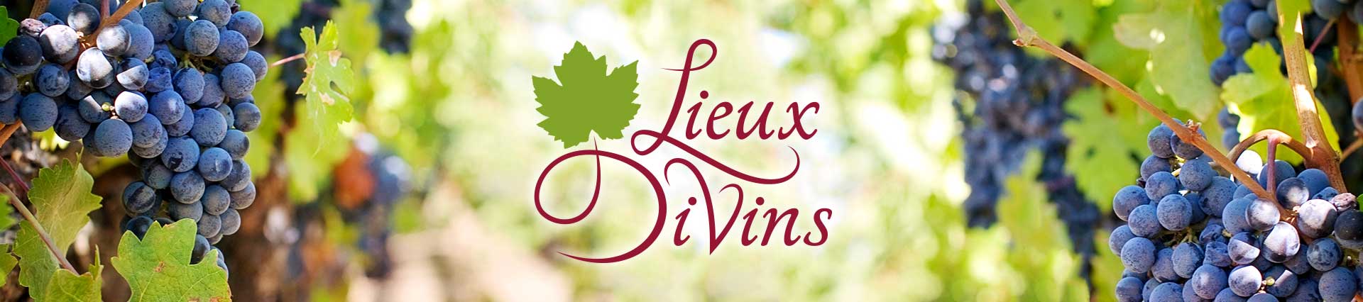 Champ de vigne en Vaucluse Lieux Divins
