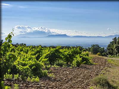 Routes des vins en Vaucluse, l'Enclave des Papes et le Nord Vaucluse