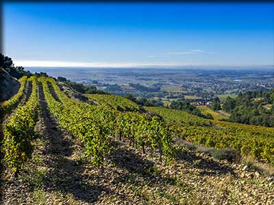 Route des Vins dans la vallée du Rhône en Vaucluse